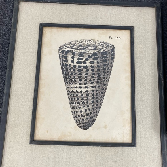 Beautiful framed Shell picture